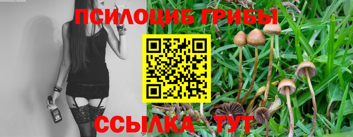 Галлюциногенные грибы Psilocybine cubensis Губаха